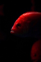 赤い：深海生物写真