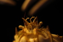 蟹のフリー写真