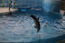 新江ノ島水族館のイルカショーの写真