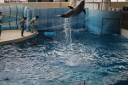 新江ノ島水族館のイルカショーの写真
