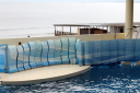 イルカショー：新江ノ島水族館の写真