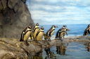ペンギン：新江ノ島水族館の写真