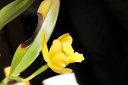 黄色い花：写真