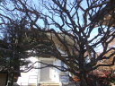 豪徳寺と冬の木・写真