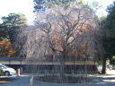 豪徳寺・冬の木写真
