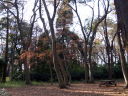 植物公園・冬の木々・写真