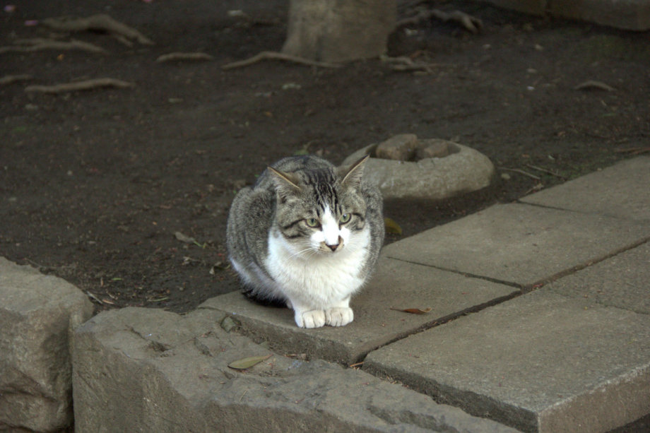 猫フリー写真 無料 風景 写真 フリー素材集 Yutti Photo