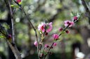 桜の蕾の写真
