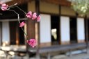 古民家と桜の写真