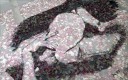 花弁のカーペットに横たわるイメージのヌード女性コラージュ写真